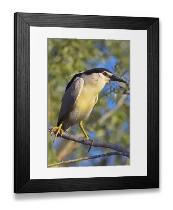Framed Print : Black-crowned Night Heron (Nycticorax nycticorax) in the Danube Delta, a UNESCO world heritage Framed Print : Black-crowned Night Heron (Nycticorax nycticorax) in the Danube Delta, a UNESCO world heritage