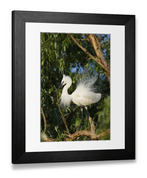 Framed Print : Little Egret (Egretta garzetta) in the Danube Delta in breeding plumage, nape plumes