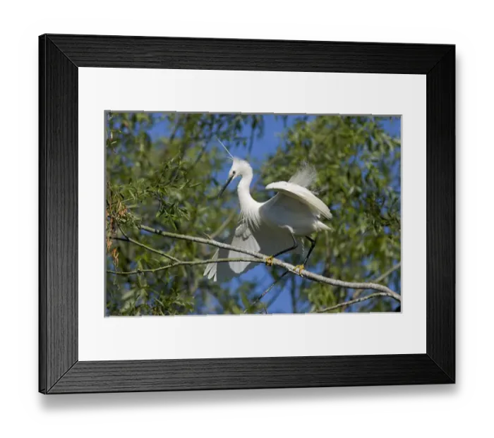 Framed Print : Little Egret (Egretta garzetta) in the Danube Delta in breeding plumage, nape plumes Framed Print : Little Egret (Egretta garzetta) in the Danube Delta in breeding plumage, nape plumes