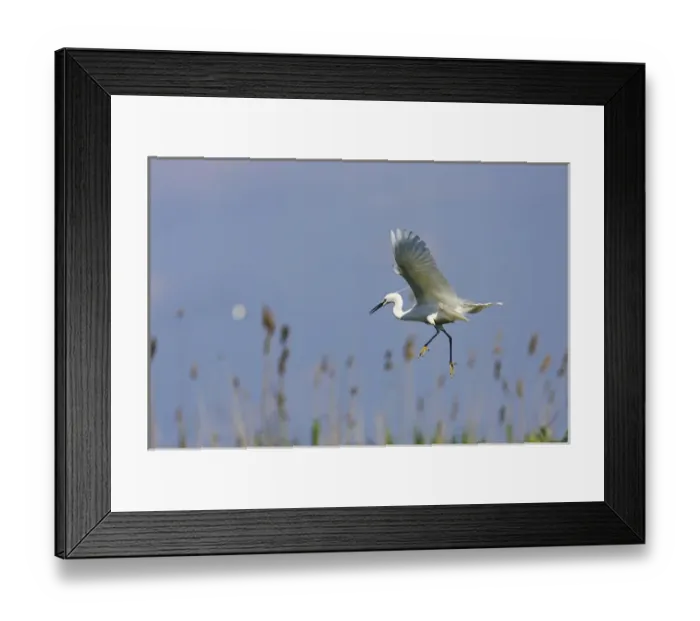Framed Print : Little Egret (Egretta garzetta) in the Danube Delta, landing Europe, Eastern Europe