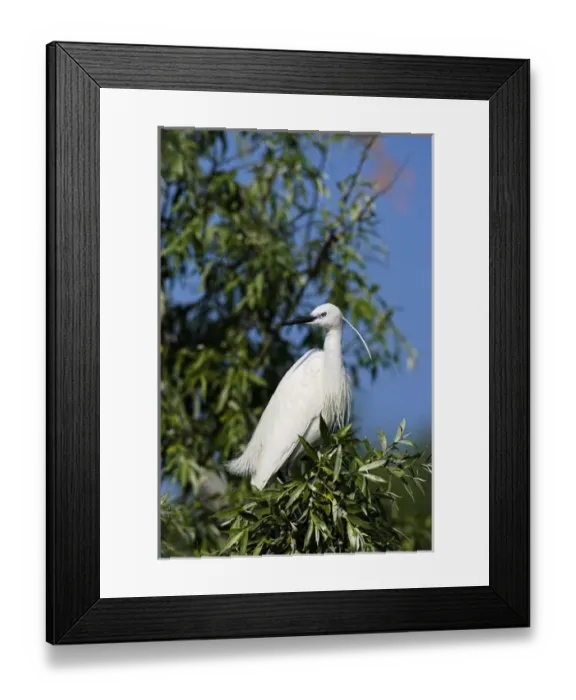 Framed Print : Little Egret (Egretta garzetta) in the Danube Delta, portrait standing on tree branch