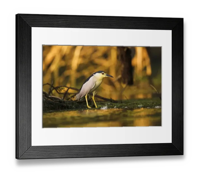 Framed Print : Black-crowned Night Heron (Nycticorax nycticorax) in the Danube Delta, a UNESCO world heritage
