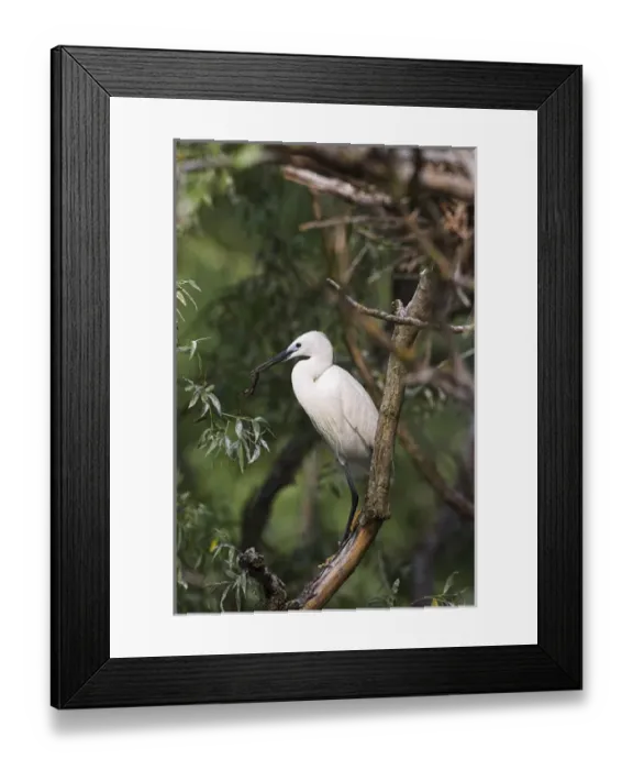 Framed Print : Little Egret (Egretta garzetta) in the Danube Delta, portrait standing on tree branch