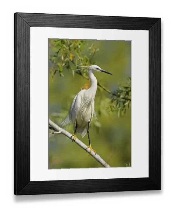 Framed Print : Little Egret (Egretta garzetta) in the Danube Delta, portrait standing on tree branch