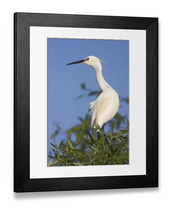 Framed Print : Little Egret (Egretta garzetta) in the Danube Delta, portrait standing on tree branch Framed Print : Little Egret (Egretta garzetta) in the Danube Delta, portrait standing on tree branch