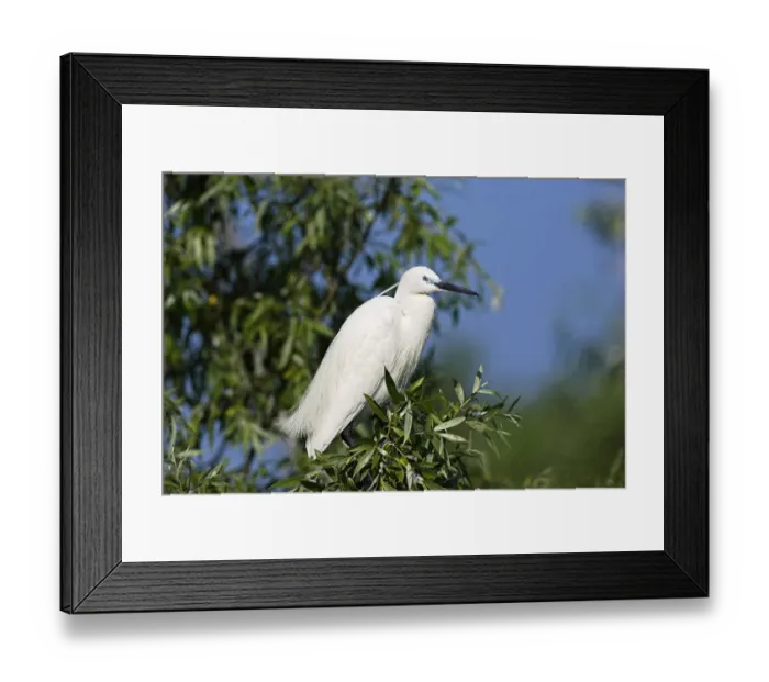 Framed Print : Little Egret (Egretta garzetta) in the Danube Delta, portrait standing on tree branch