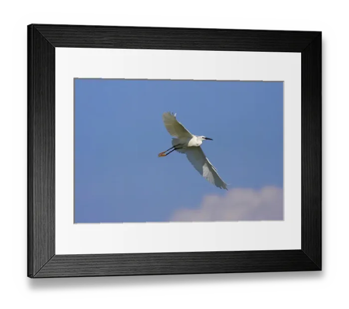 Framed Print : Little Egret (Egretta garzetta) in the Danube Delta, flying Europe, Eastern Europe