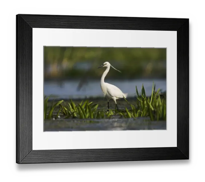 Framed Print : Little Egret (Egretta garzetta) in the Danube Delta Europe, Eastern Europe, Romania Framed Print : Little Egret (Egretta garzetta) in the Danube Delta Europe, Eastern Europe, Romania