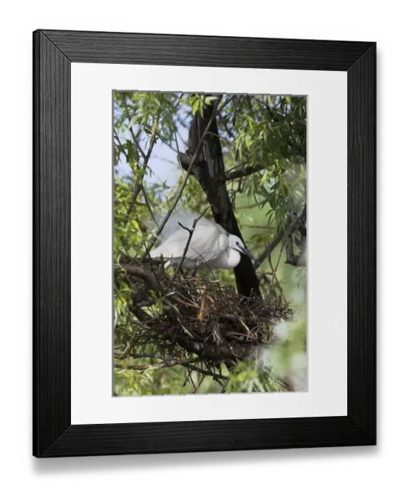 Framed Print : Little Egret (Egretta garzetta) in the Danube Delta adult breeding Europe, Eastern Europe Framed Print : Little Egret (Egretta garzetta) in the Danube Delta adult breeding Europe, Eastern Europe