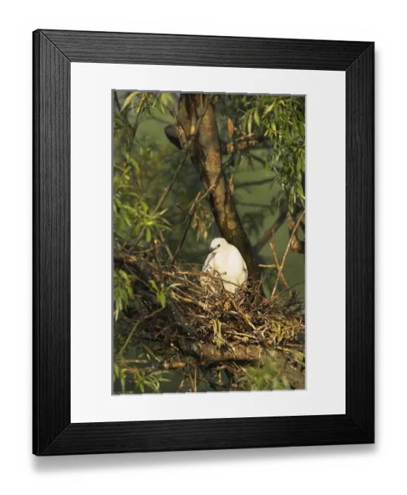 Framed Print : Little Egret (Egretta garzetta) in the Danube Delta adult breeding Europe, Eastern Europe Framed Print : Little Egret (Egretta garzetta) in the Danube Delta adult breeding Europe, Eastern Europe