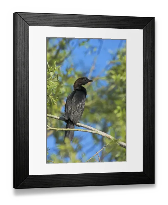 Framed Print : Pygmy Cormorant (Phalacrocorax pygmeus) in the Danube Delta, is a near threatened Framed Print : Pygmy Cormorant (Phalacrocorax pygmeus) in the Danube Delta, is a near threatened