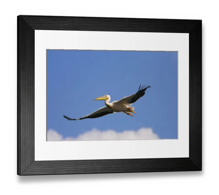 Framed Print : Great White Pelican (Pelecanus onocrotalus) flying in the Danube Delta. Europe Framed Print : Great White Pelican (Pelecanus onocrotalus) flying in the Danube Delta. Europe