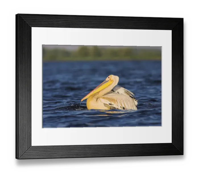 Framed Print : Great White Pelican (Pelecanus onocrotalus) in the Danube Delta Framed Print : Great White Pelican (Pelecanus onocrotalus) in the Danube Delta