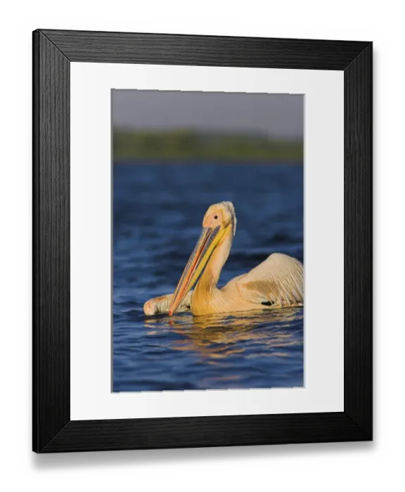 Framed Print : Great White Pelican (Pelecanus onocrotalus) in the Danube Delta