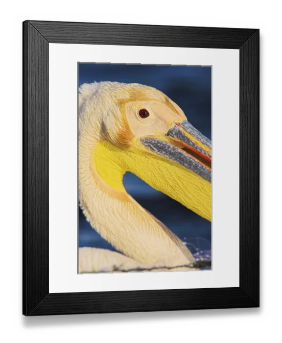 Framed Print : Great White Pelican (Pelecanus onocrotalus) in the Danube Delta Framed Print : Great White Pelican (Pelecanus onocrotalus) in the Danube Delta