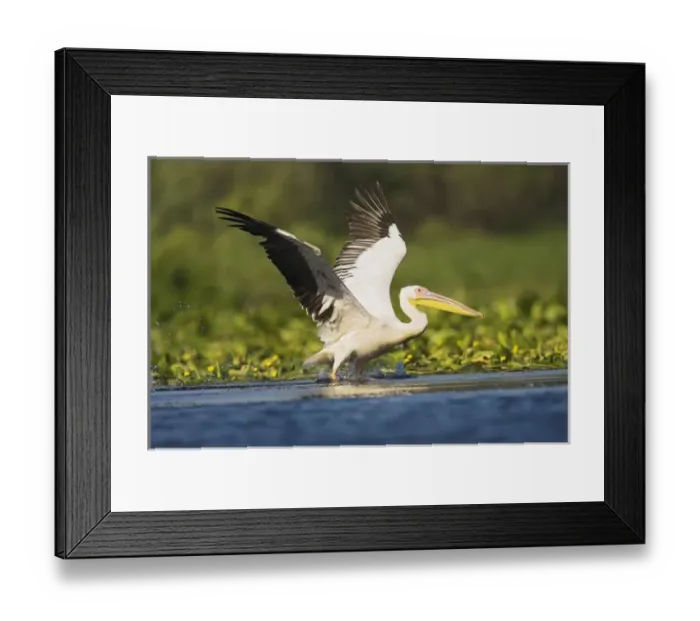 Framed Print : Great White Pelican (Pelecanus onocrotalus) in the Danube Delta taking off for flight