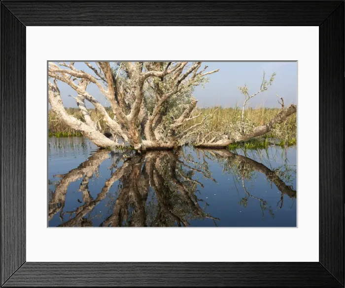 Framed Print : Danube Delta during spring, with flooded riparian forest, romania
