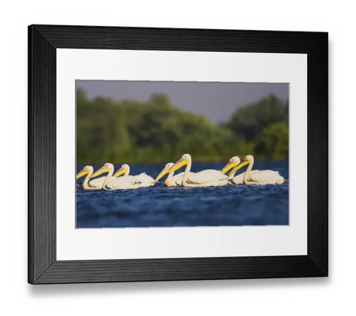 Framed Print : Great White Pelican (Pelecanus onocrotalus) in the Danube Delta Framed Print : Great White Pelican (Pelecanus onocrotalus) in the Danube Delta