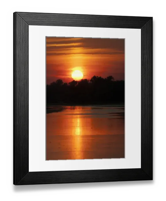 Framed Print : Channels and lakes during sunset in the Danube Delta, romania. Big willows, alder