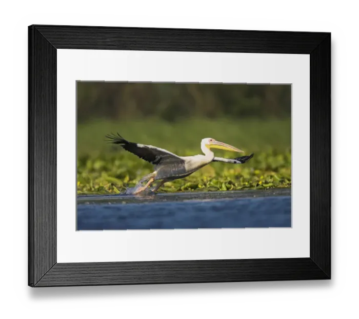 Framed Print : Great White Pelican (Pelecanus onocrotalus) in the Danube Delta taking off for flight Framed Print : Great White Pelican (Pelecanus onocrotalus) in the Danube Delta taking off for flight