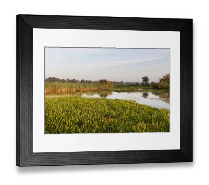 Framed Print : Lake with aquatic plants in the Danube Delta, romania Framed Print : Lake with aquatic plants in the Danube Delta, romania