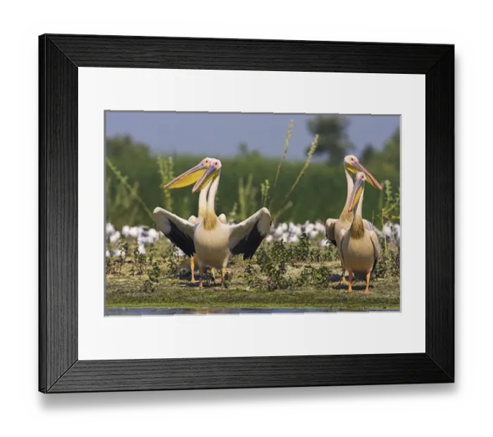 Framed Print : Great White Pelican (Pelecanus onocrotalus) in the Danube Delta