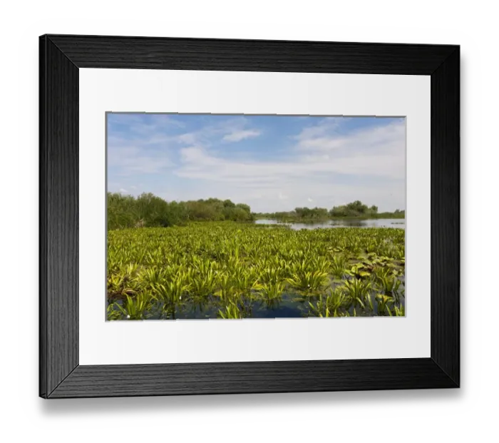 Framed Print : Lake in the Danube Delta, romania. Big willows, alder and ash trees form a riparian Framed Print : Lake in the Danube Delta, romania. Big willows, alder and ash trees form a riparian