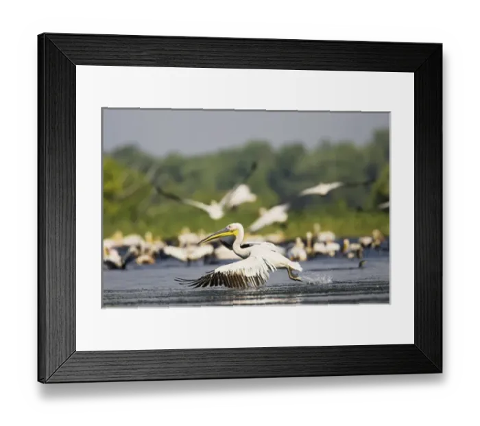 Framed Print : Great White Pelican (Pelecanus onocrotalus) in the Danube Delta taking off for flight