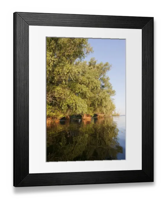 Framed Print : Riparian Forest in the Danube Delta, romania