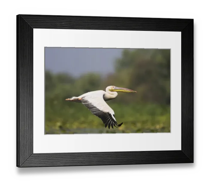 Framed Print : Great White Pelican (Pelecanus onocrotalus) flying in the Danube Delta. Europe Framed Print : Great White Pelican (Pelecanus onocrotalus) flying in the Danube Delta. Europe