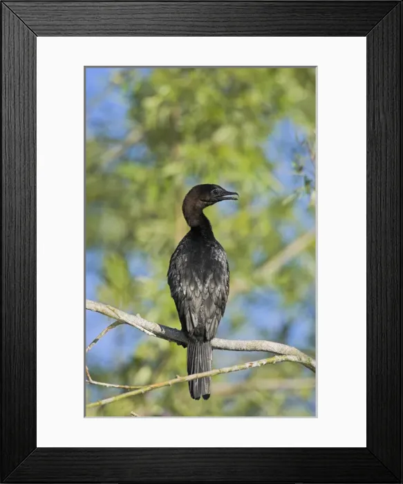 Framed Print : Pygmy Cormorant (Phalacrocorax pygmeus) in the Danube Delta, is a near threatened Framed Print : Pygmy Cormorant (Phalacrocorax pygmeus) in the Danube Delta, is a near threatened