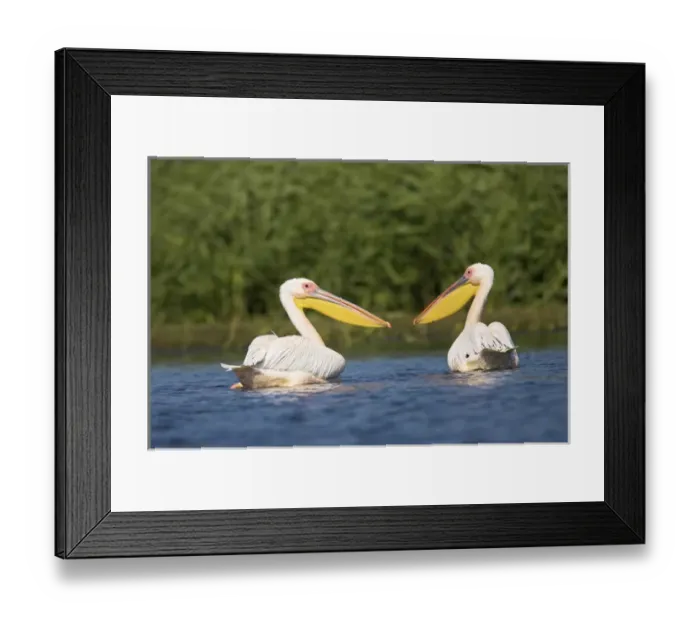 Framed Print : Great White Pelican (Pelecanus onocrotalus) in the Danube Delta. Europe, Eastern Europe