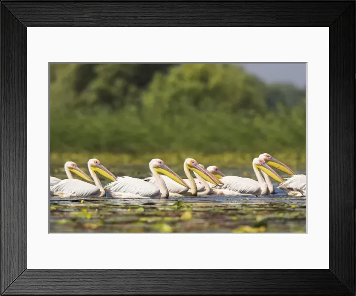 Framed Print : Great White Pelican (Pelecanus onocrotalus) in the Danube Delta