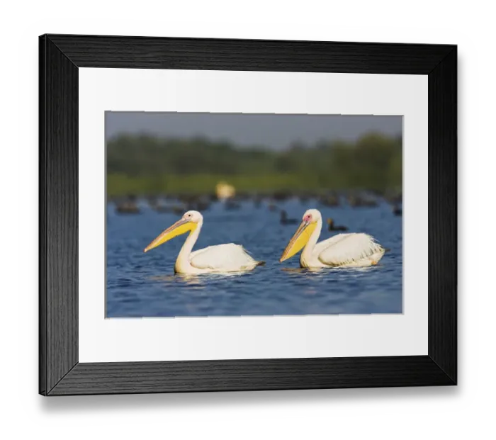 Framed Print : Great White Pelican (Pelecanus onocrotalus) in the Danube Delta. Europe, Eastern Europe Framed Print : Great White Pelican (Pelecanus onocrotalus) in the Danube Delta. Europe, Eastern Europe