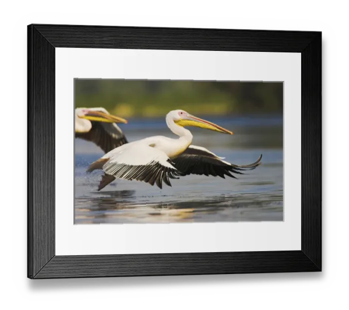 Framed Print : Great White Pelican (Pelecanus onocrotalus) in the Danube Delta taking off for flight Framed Print : Great White Pelican (Pelecanus onocrotalus) in the Danube Delta taking off for flight