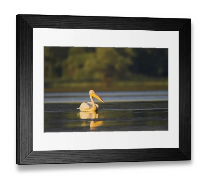 Framed Print : Great White Pelican (Pelecanus onocrotalus) in the Danube Delta. Europe, Eastern Europe Framed Print : Great White Pelican (Pelecanus onocrotalus) in the Danube Delta. Europe, Eastern Europe
