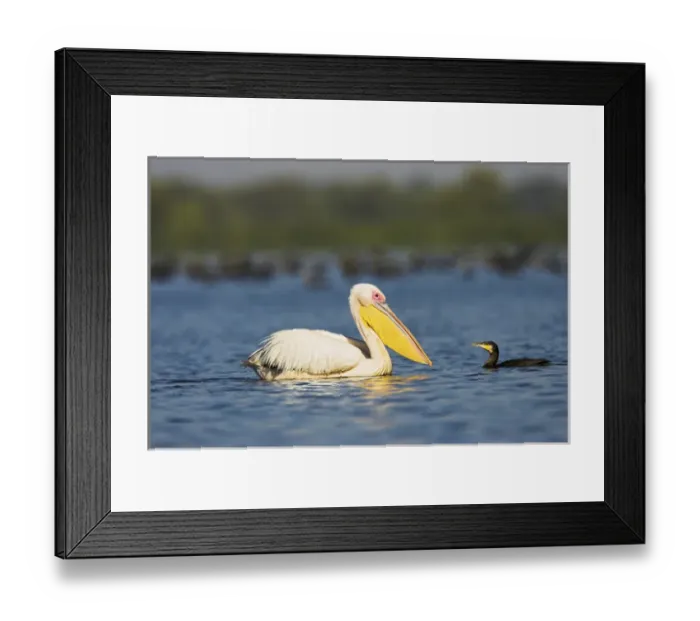 Framed Print : Great White Pelican (Pelecanus onocrotalus) in the Danube Delta. Europe, Eastern Europe