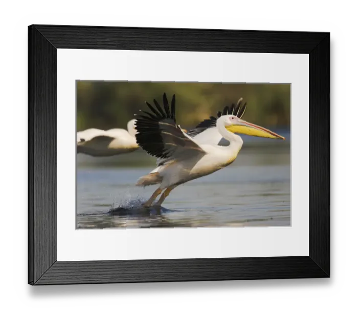 Framed Print : Great White Pelican (Pelecanus onocrotalus) in the Danube Delta taking off for flight Framed Print : Great White Pelican (Pelecanus onocrotalus) in the Danube Delta taking off for flight