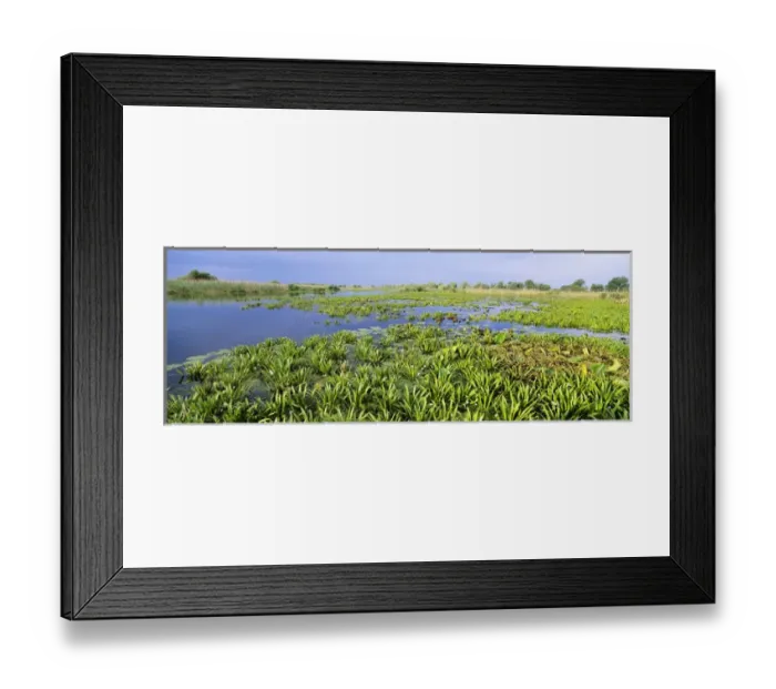 Framed Print : Panorama of lakes and channels in the Danube Delta, romania Framed Print : Panorama of lakes and channels in the Danube Delta, romania