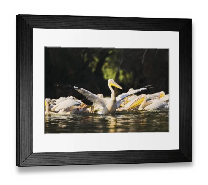 Framed Print : Great White Pelican (Pelecanus onocrotalus) in the Danube Delta. Europe, Eastern Europe