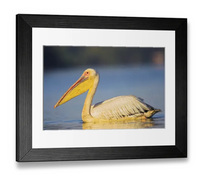 Framed Print : Great White Pelican (Pelecanus onocrotalus) in the Danube Delta. Europe, Eastern Europe