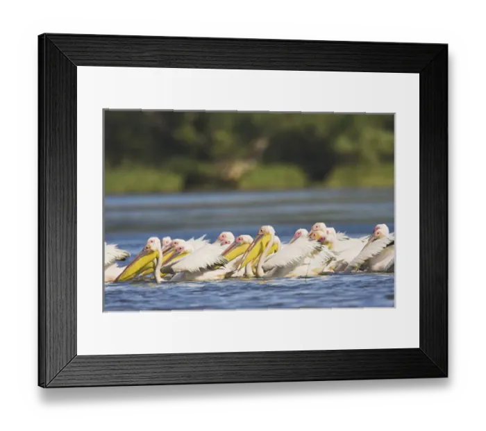 Framed Print : Great White Pelican (Pelecanus onocrotalus) in the Danube Delta Framed Print : Great White Pelican (Pelecanus onocrotalus) in the Danube Delta