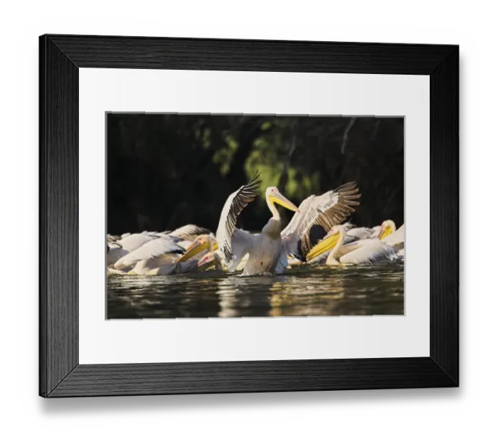 Framed Print : Great White Pelican (Pelecanus onocrotalus) in the Danube Delta. Europe, Eastern Europe Framed Print : Great White Pelican (Pelecanus onocrotalus) in the Danube Delta. Europe, Eastern Europe