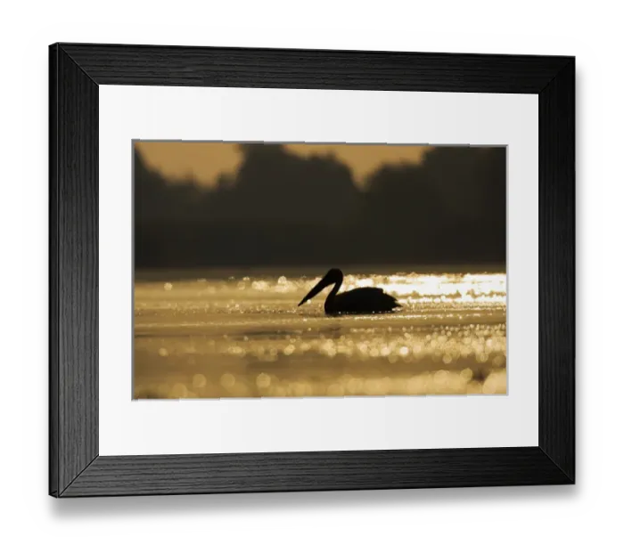 Framed Print : Great White Pelican (Pelecanus onocrotalus) in the Danube Delta. Europe, Eastern Europe