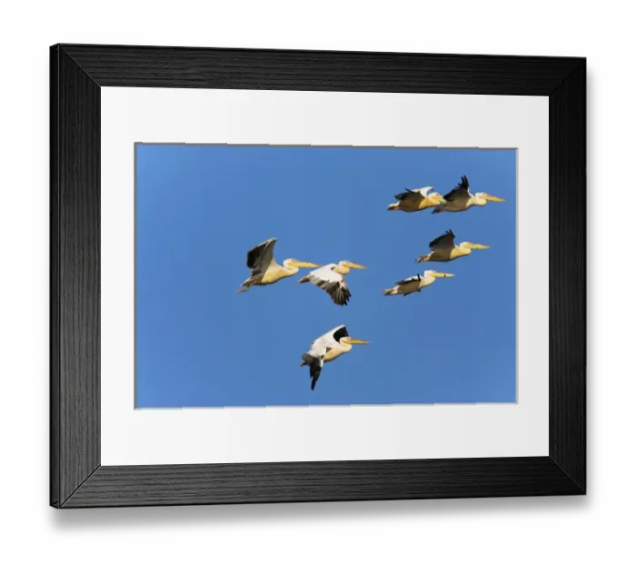 Framed Print : Great White Pelican (Pelecanus onocrotalus) flying in the Danube Delta. Europe Framed Print : Great White Pelican (Pelecanus onocrotalus) flying in the Danube Delta. Europe