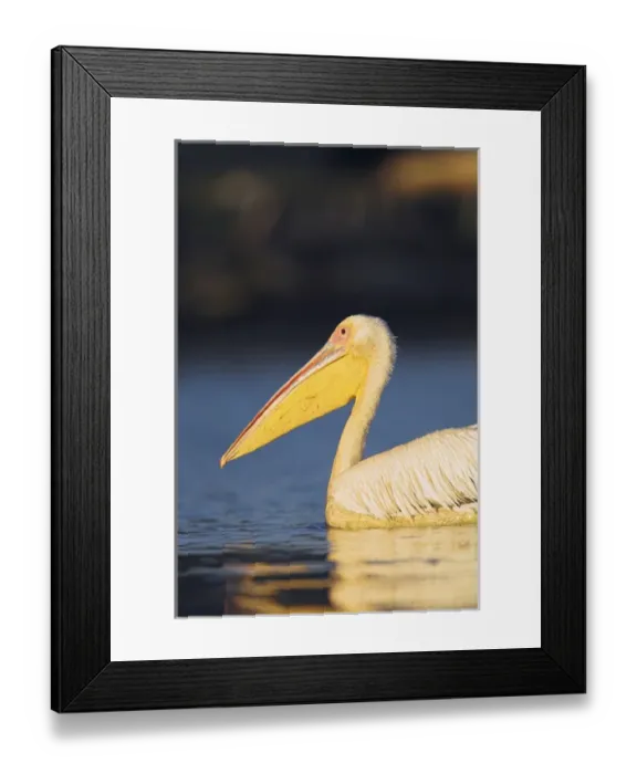 Framed Print : Great White Pelican (Pelecanus onocrotalus) in the Danube Delta. Europe, Eastern Europe Framed Print : Great White Pelican (Pelecanus onocrotalus) in the Danube Delta. Europe, Eastern Europe