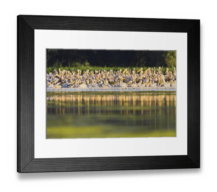 Framed Print : Great White Pelican (Pelecanus onocrotalus) in the Danube Delta Framed Print : Great White Pelican (Pelecanus onocrotalus) in the Danube Delta