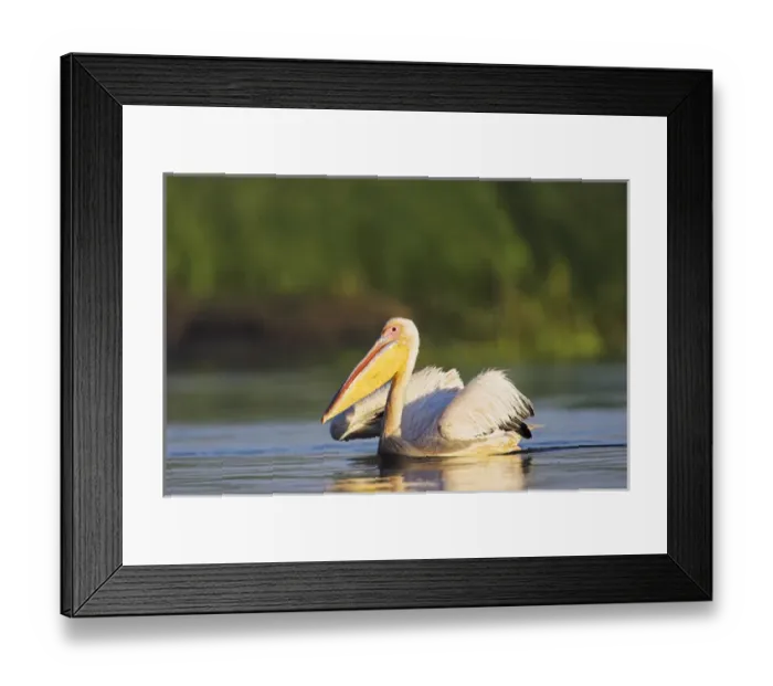 Framed Print : Great White Pelican (Pelecanus onocrotalus) in the Danube Delta. Europe, Eastern Europe