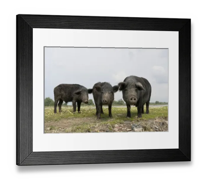 Framed Print : The pigs of Maliuc, Domestic animals often roam free and look for food in the vicinity Framed Print : The pigs of Maliuc, Domestic animals often roam free and look for food in the vicinity