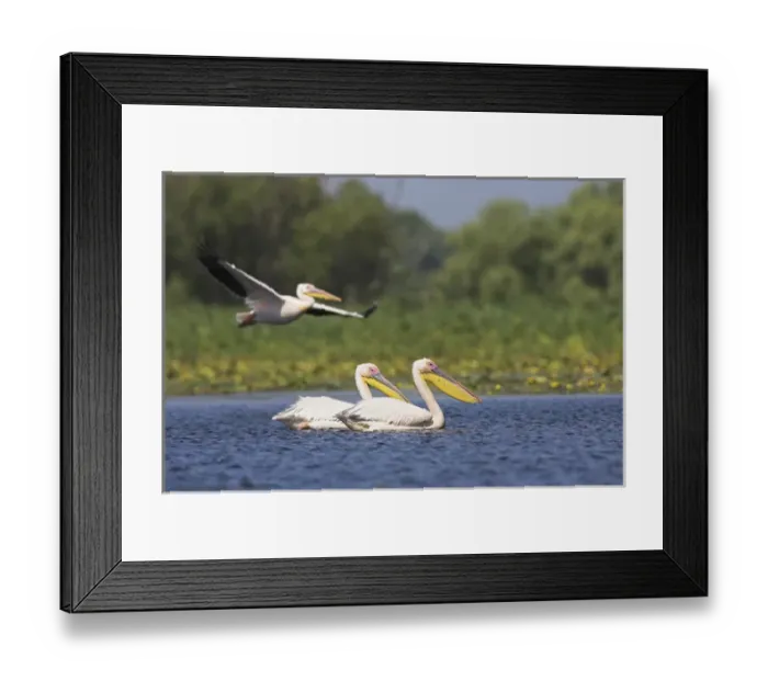 Framed Print : Great White Pelican (Pelecanus onocrotalus) in the Danube Delta Framed Print : Great White Pelican (Pelecanus onocrotalus) in the Danube Delta
